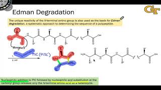 Edman Degradation [upl. by Nikal304]