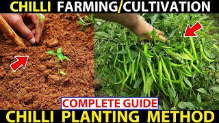 Chilli Farming  Chilli Cultivation  How To Farm Chilli  ChilliHot Pepper Planting Guide [upl. by Atiker]