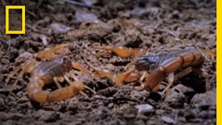 Cannibal Scorpions vs Shrew  National Geographic [upl. by Aihtiekal]