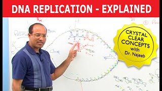 DNA Replication  RNA  Nucleotide  Cell Biology  Genetics🧬 [upl. by Nnednarb]