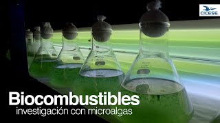 Biocombustibles [upl. by Wilsey]