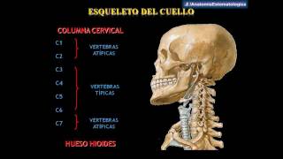 Drs Abad amp Matos  Anatomía del Cuello [upl. by Ydroj893]