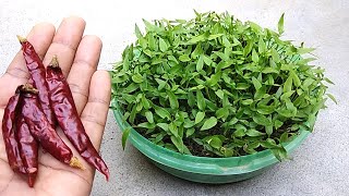 Grow chilli easily from dry chilli  Easy seed germination [upl. by Bailar]