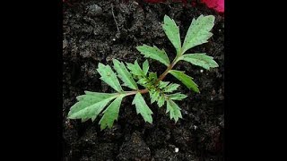 Growing Marigolds From seed to 1 month [upl. by Kera]