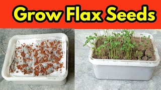 Grow Flax Seeds  Microgreens [upl. by Farmelo318]