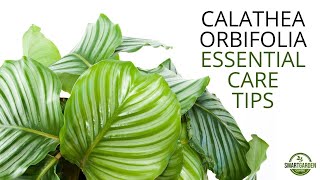 Calathea Orbifolia  Essential Care Tips You Need To Know [upl. by Yhtamit]