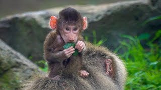 Baboon Baby Boom the cuteness continues [upl. by Vernita]