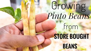 Growing Store Bought Pinto Beans [upl. by Eirrab]