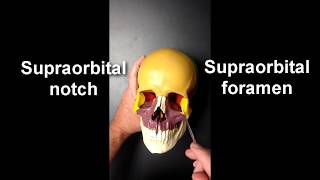 Anatomy of the Skull Part 2 [upl. by Enidualc762]