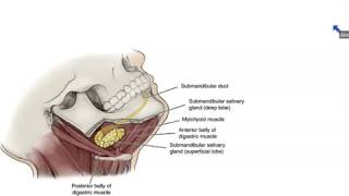 Submandibular and Sublingual Salivary Glands  Dr Ahmed Farid [upl. by Icnarf]