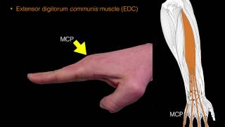 Forearm extensor muscles [upl. by Ariaj]