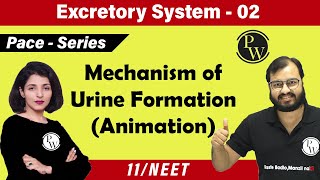 Excretory System  02 Chapter 19  Mechanism of Urine Formation  Class 11  NEET [upl. by Vera]