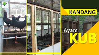 Ternak Ayam Kampung Unggul  SISTEM KANDANG ayam KUB dari Kandang DOC sampai Kandang Produksi Telur [upl. by Gentilis]