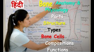 Bone Anatomy and Physiology in Hindi  Bone cells  compositions  Types  Structure  Functions [upl. by Aes]