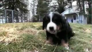 Dogs 101  Bernese Mountain Dog [upl. by Bigler287]