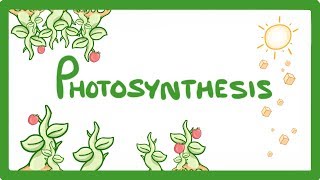 GCSE Biology  Photosynthesis 48 [upl. by Lyndes736]