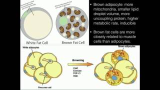 Uncoupling Proteins Thermogenin Produce HEAT [upl. by Ahsitel970]