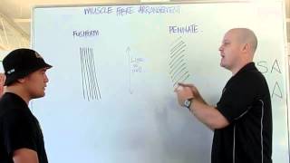 Muscle fiber arrangement PCSA ACSA [upl. by Sorac]