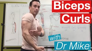 Biceps Curl  Contraction and Extension [upl. by Aronoh336]