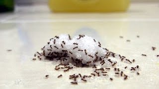 Indoor Ants  Tips amp Tricks For Finding The Nest [upl. by Arriec]