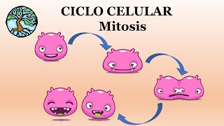 CICLO CELULAR MITOSIS [upl. by Davenport]