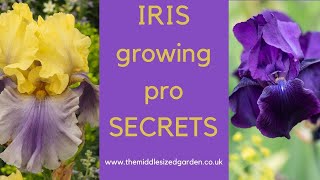 Iris growing  how to choose plant and grow irises [upl. by Popper637]