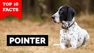 Pointer Dog  Top 10 Facts [upl. by Corey]