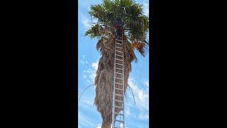 TRIMMING AN OVERGROWN PALM TREE [upl. by Ayres]