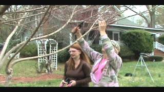 How to Prune Crape Myrtles Correctly [upl. by Abdu]