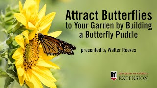 Attract Butterflies to Your Garden with a Butterfly Puddle with Walter Reeves [upl. by Towroy]