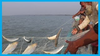 Amazing Fast Hilsa Fishing Skill  Catching Hilsa Fish Big on The Sea  Fish Corn [upl. by Enoval]