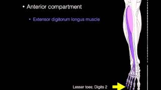 Anterior compartment leg muscles [upl. by Nylyoj]