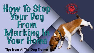 How To Stop Your Dog From Marking In Your Home  Tips From Al The Dog Trainer [upl. by Enixam132]