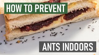 How to Stop Ants from Coming Inside Your House 4 Easy Steps [upl. by Anomor244]