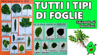 🍁🍀🍃 Tutti i tipi di foglie botanica per bambini [upl. by Tristis]