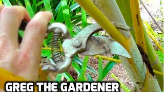 HOW TO PRUNE A PALM TREE  Greg The Gardener [upl. by Faxun]