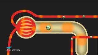 The Kidney amp the Counter Current Multiplier Pharmacology teaching at Aston University [upl. by Dodd226]