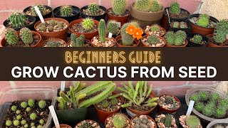 How to Grow Cactus from Seed A beginners guide  cactuscare cactus [upl. by Alpert]