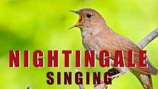 Singing NIGHTINGALE  the best BIRD SONG [upl. by Airdnaz159]