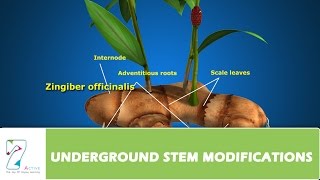 UNDERGROUND STEM MODIFICATIONS [upl. by Leahcimnoj466]