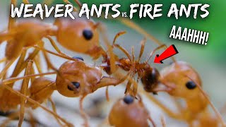 Ant War Weaver Ants vs Fire Ants [upl. by Daron]