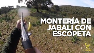 MONTERÍA DE JABALI CON ESCOPETA 🐗  Videos de caza de jabalí [upl. by Hanleigh37]