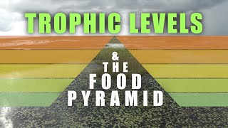 Trophic Levels and Food Pyramids [upl. by Inalel]