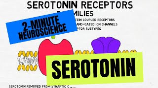 2Minute Neuroscience Serotonin [upl. by Nerot]