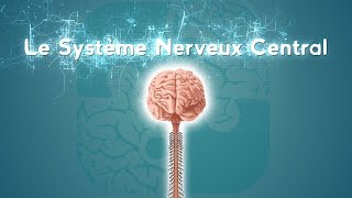 Neurolexique 2  Le Système Nerveux Central [upl. by Jeri]