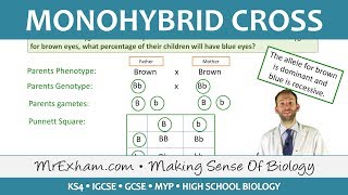 Monohybrid Cross Examples  GCSE Biology 91 [upl. by Rosenberg]