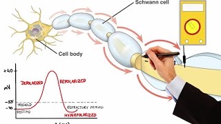 NEURON ACTION POTENTIAL MADE EASY [upl. by Ceevah]