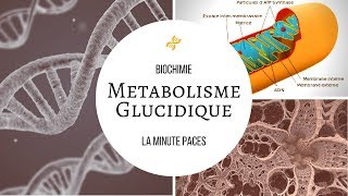 Biochimie  Métabolisme glucidique [upl. by Etyam]