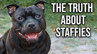 What you Need to Know about English Staffies [upl. by Yretsym]