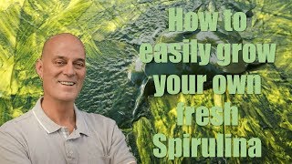 How to easily grow you own fresh Spirulina [upl. by Mayfield341]